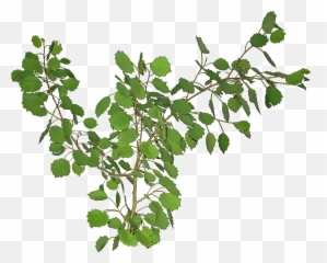 Ttpoplarpng 32732613 Plants Herbs Garden - Poplar Leaf Branch Png,Herbs Png