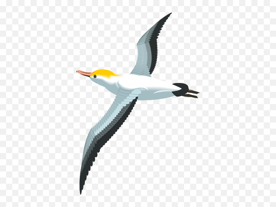 Seagull Clipart Png 1 Image - Flying Seagull Clipart,Seagull Png