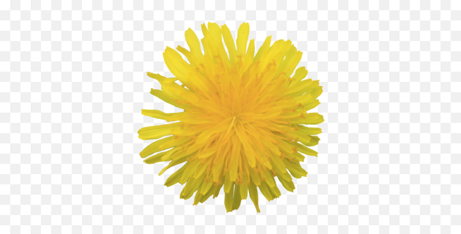 Yellow Fluffy Dandelion Flower With Transparent Background - Dandelion Png,Weed Transparent Background