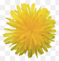 Yellow Fluffy Dandelion Flower With Transparent Background - Dandelion png
