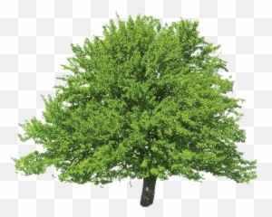 Evergreen Png Clipart - Argan Tree