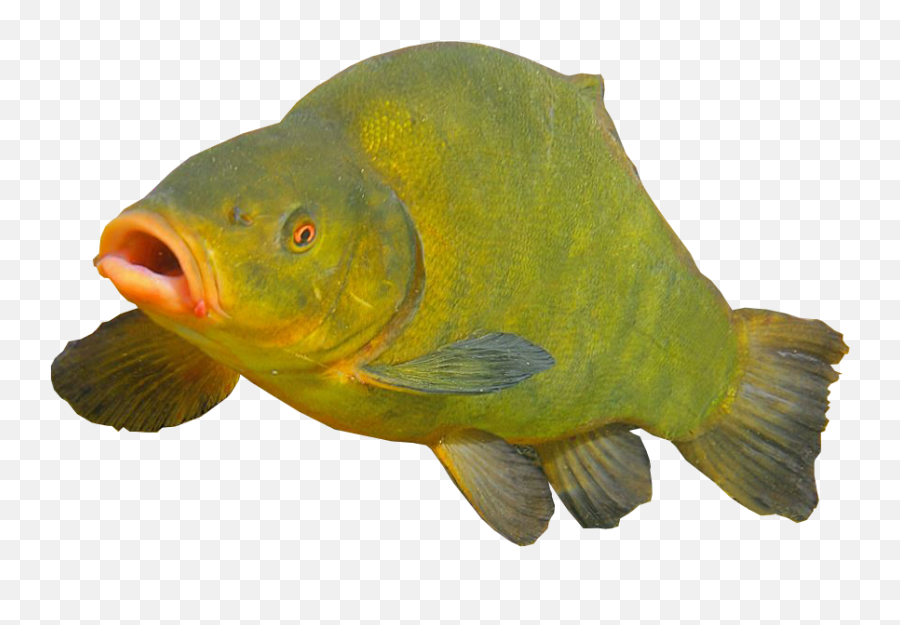 Tench Fish Transparent Background Free Png Images - Transparent Background Transparent Fish,Fish Png Transparent