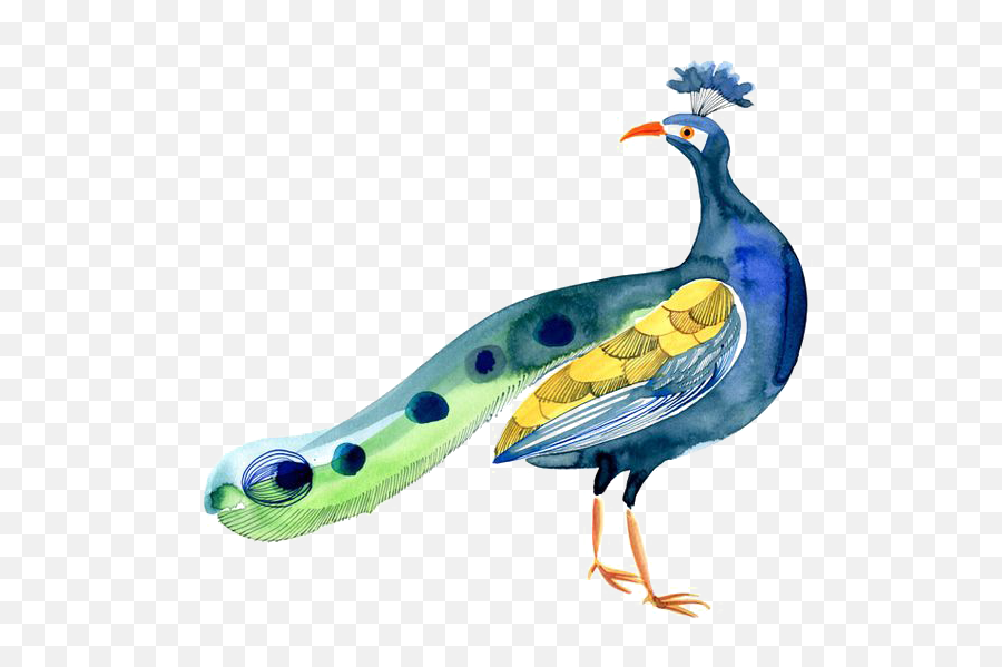 Bird Peafowl - Peafowl Png,Peacock Png