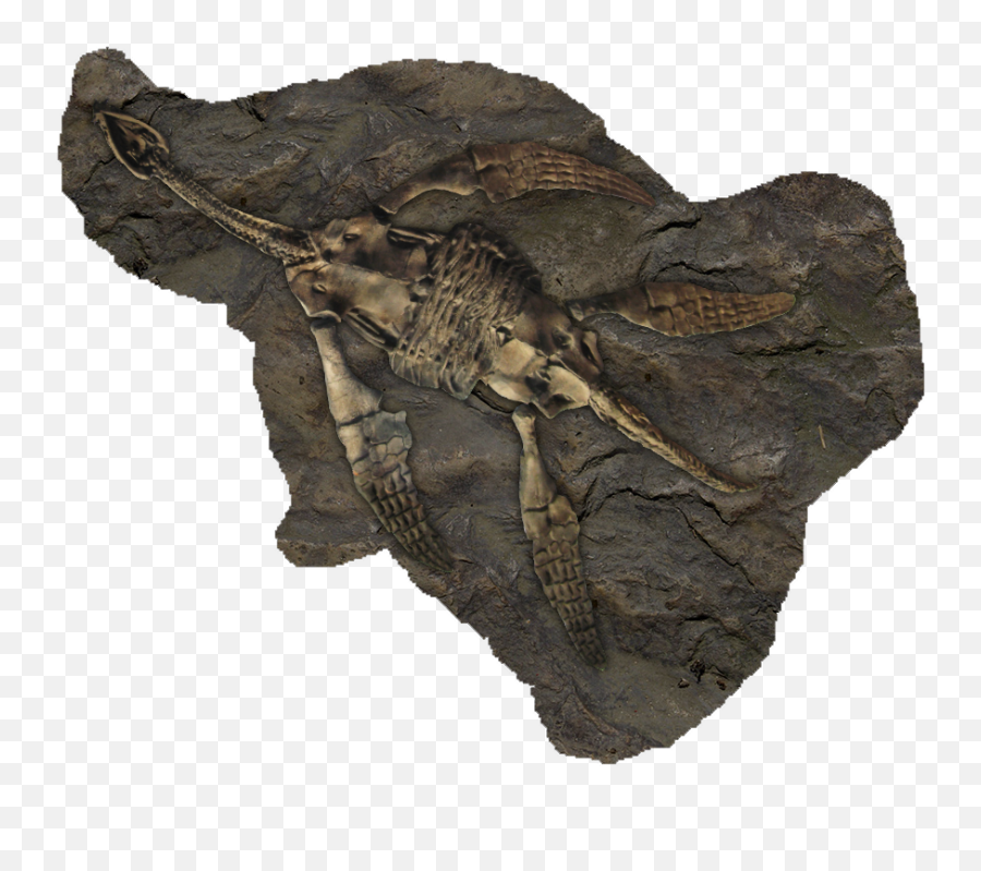 Fossil Png 3 Image - Transparent Fossils Png,Fossil Png