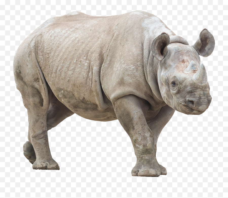 Rhino With No Background - Rhino With No Background Png,Rhino Transparent Background