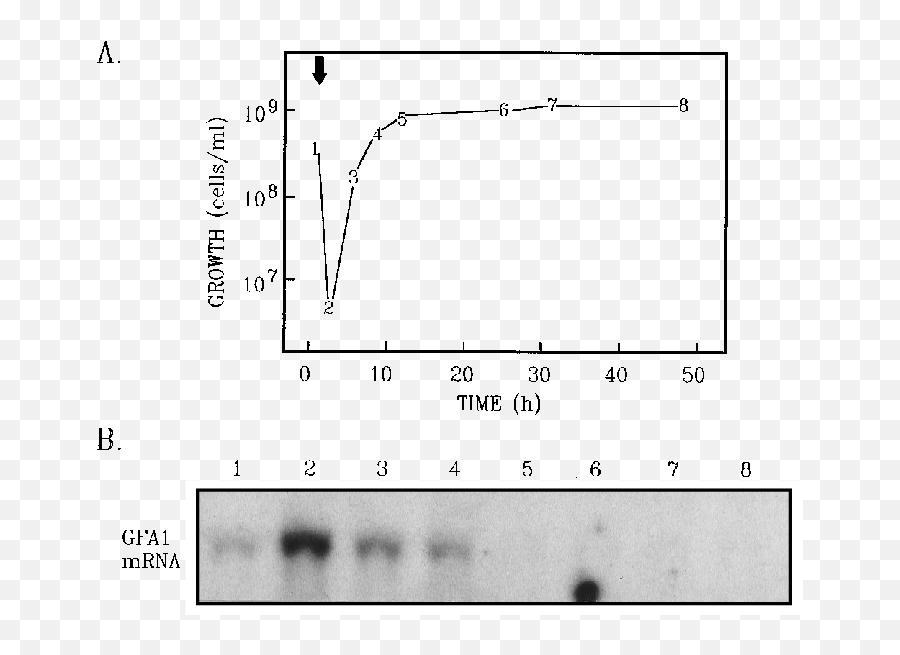 Download Gfa1 Mrna Levels During Growth - Diagram Png,Yeast Png