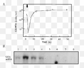 Download Gfa1 Mrna Levels During Growth - Diagram Png,Yeast Png