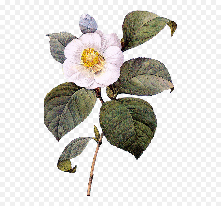 Download Plant Flower Illustration - Camellia Botanical Illustration Png,Botanical Png
