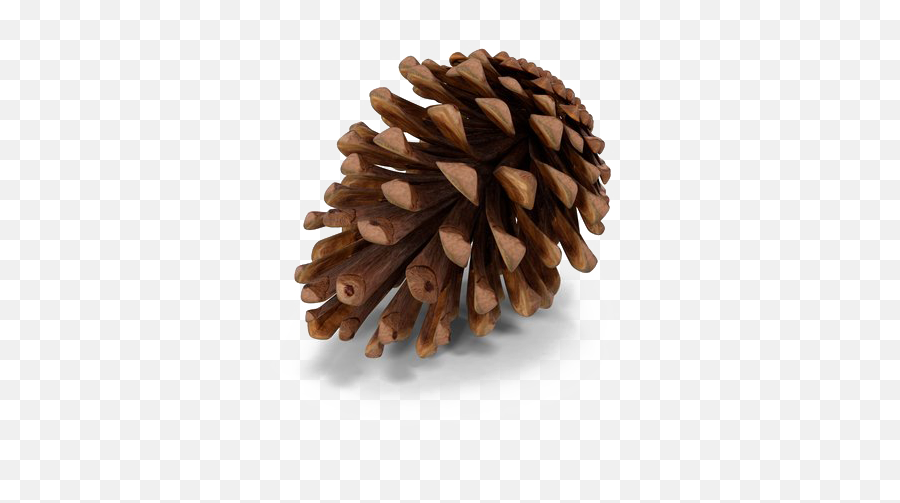 Pine Cone Png Transparent Images - Buah Cemara Png,Pine Cone Png