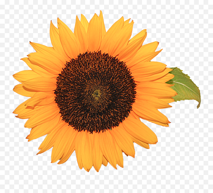 Flower Sunflower Yellow Nature Png Transparent Background