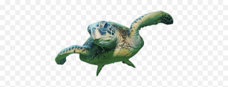Sea Turtle Front View Transparent Png - Sea Turtle Transparent Background,Turtle Png