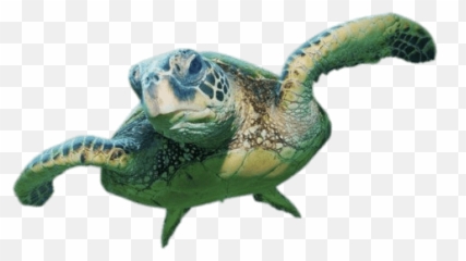 Sea Turtle Front View Transparent Png - Background