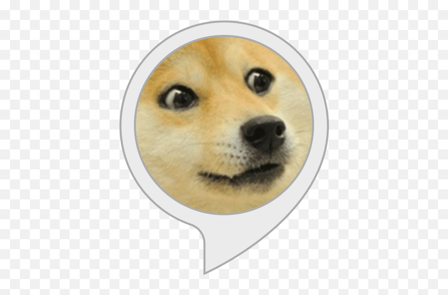 Amazoncom Doge Speak Alexa Skills - Happy St Patricks Day Meme Png,Doge Png