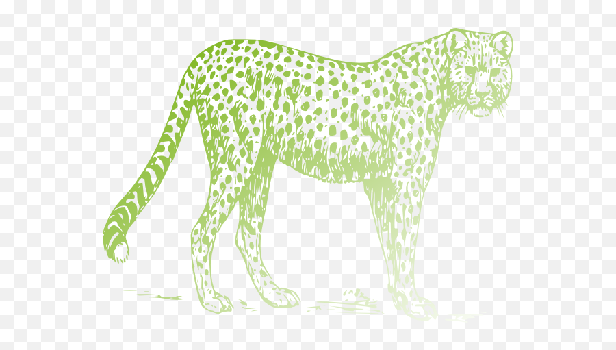 Leopard Png Clip Arts For Web - Clip Arts Free Png Backgrounds Cheetah Drawing Png,Leopard Png