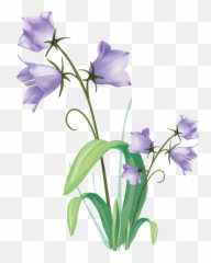 Vector Flowers Clipart Plant - Transparent Plants Drawing png