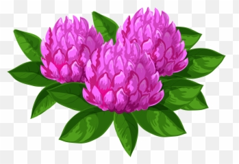 Wild Flowers Png Clip Art Imageu200b - Clip Art,Peony Transparent