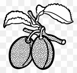 Download Line Art Plum Drawing Computer Icons Fruit - Plum Plum The Fruit Clipart Black And White Png,Plum Png
