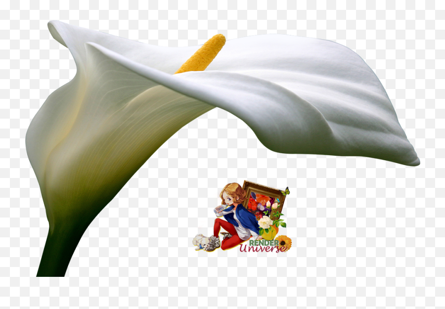 Calla Lily Render Universe - Fictional Character Png,Calla Lily Png
