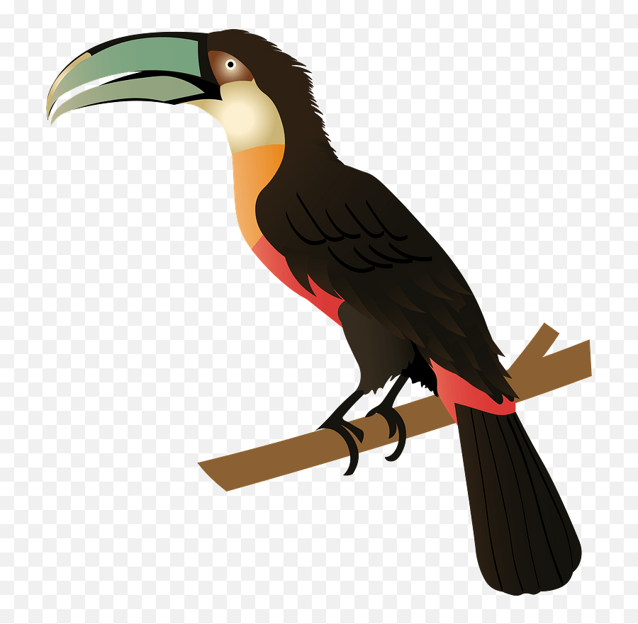 Red - Billed Toucan Clipart Free Download Transparent Png Hornbill,Toucan Png