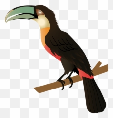 Red - Billed Toucan Clipart Free Download Transparent Png Hornbill,Toucan Png