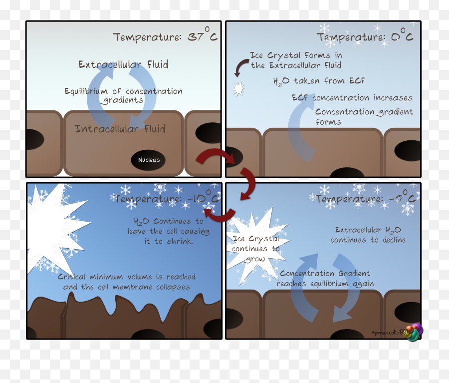 Ice Crystal Vetsci - Osmotic Shock Cell Disruption Png,Ice Crystal Png