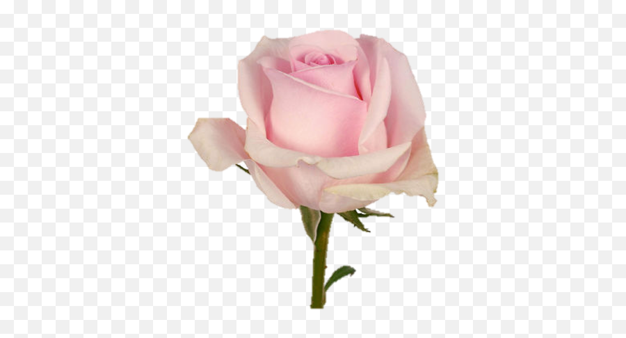 Single Pink Rose - Single One Pink Rose Png,Pink Rose Transparent