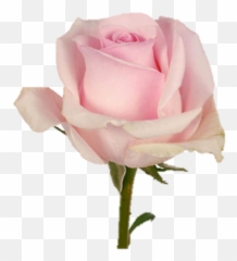 Single Pink Rose - One png