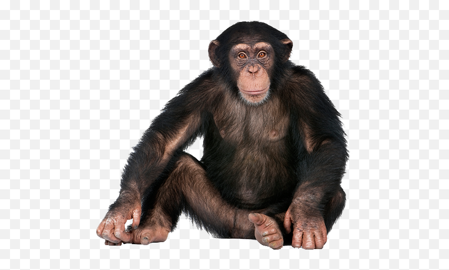 Png Background - Monkey Png,Monkey Transparent Background