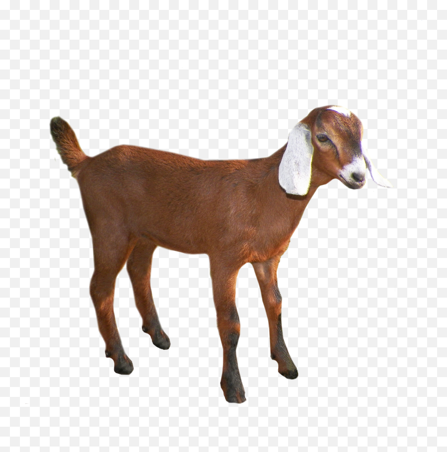 Goat Png - Clipart Transparent Background Goat,Goats Png