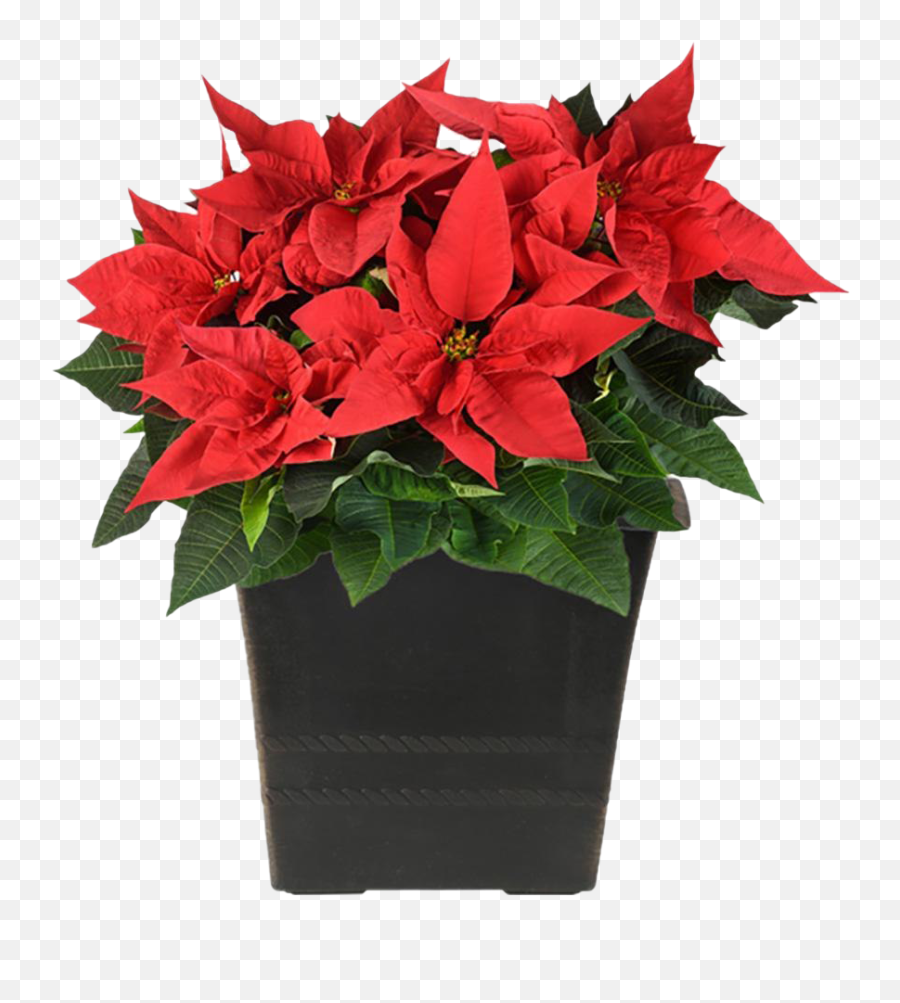 Fresh Poinsettias Png Pic Mart - Poinsettia Pot,Poinsettia Transparent Background