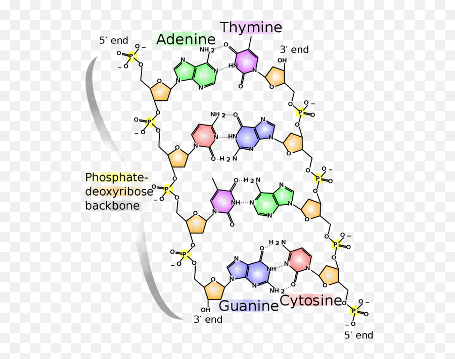 All About Dna - Curious Dna Chemical Structure Png,Random .org Icon