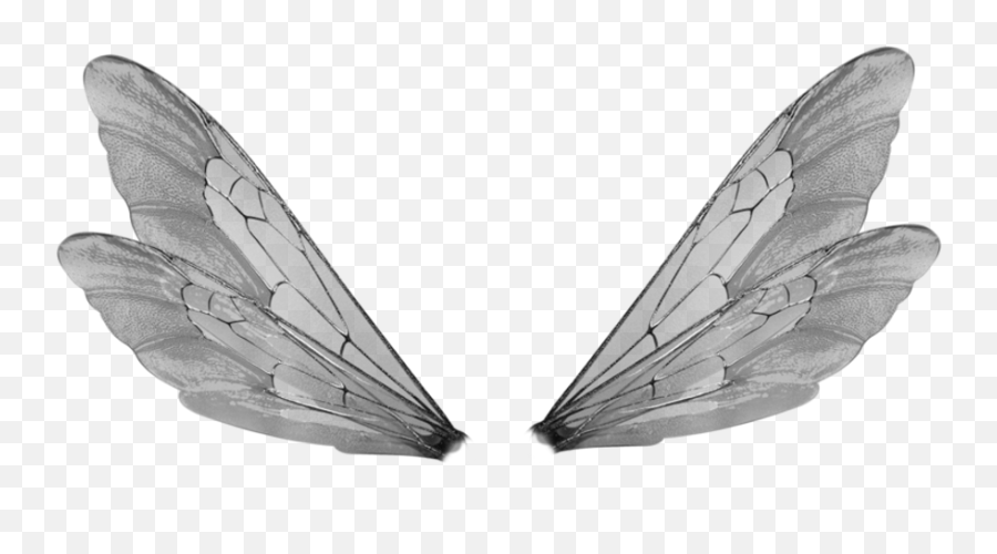 Insect Wing Png U0026 Free Wingpng Transparent Images - Transparent Insect Wings Png,Wings Png