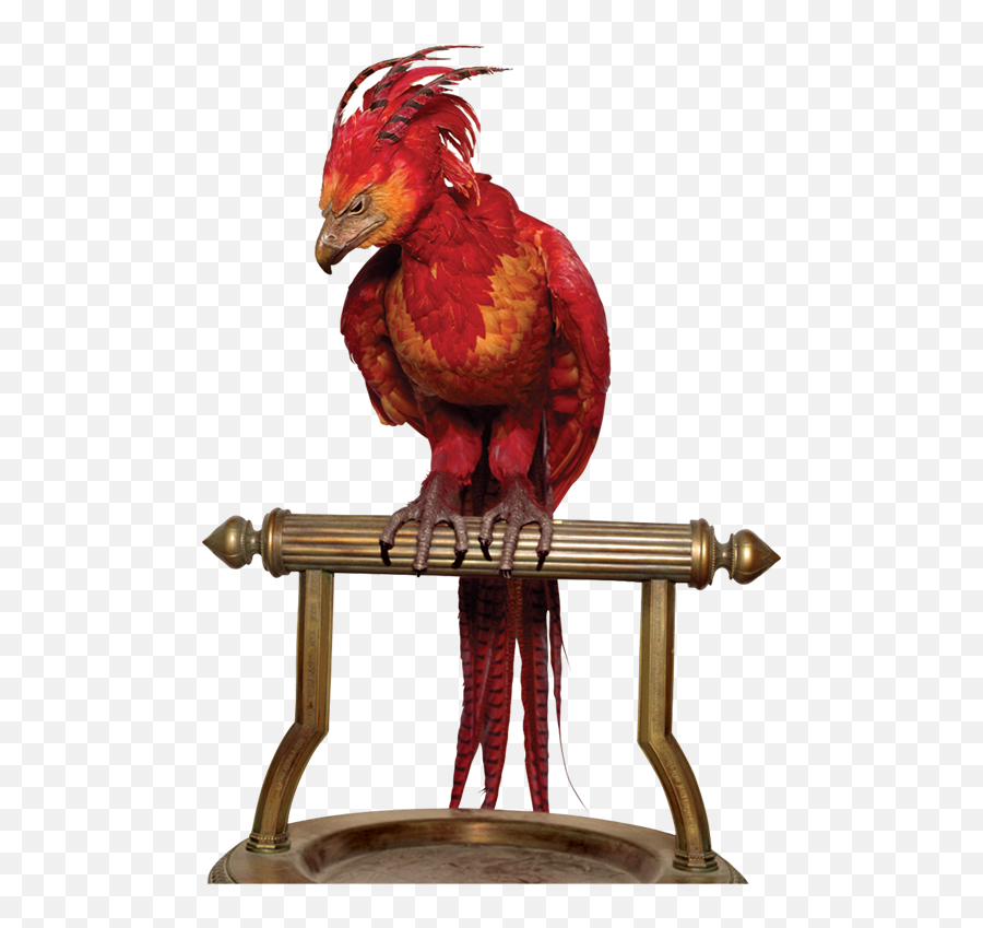 Fawkes El Fénix De Albus Dumbledore Fanart - Phoenix Harry Potter Png,Dumbledore Png