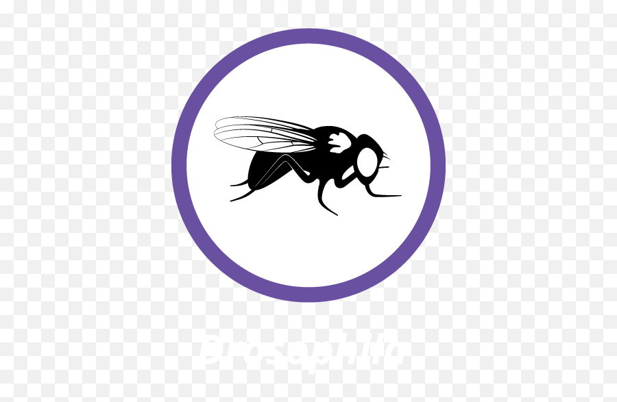 Drosophila - Tagc 2020 Drosophila Logo Png,Icon Conference 2017