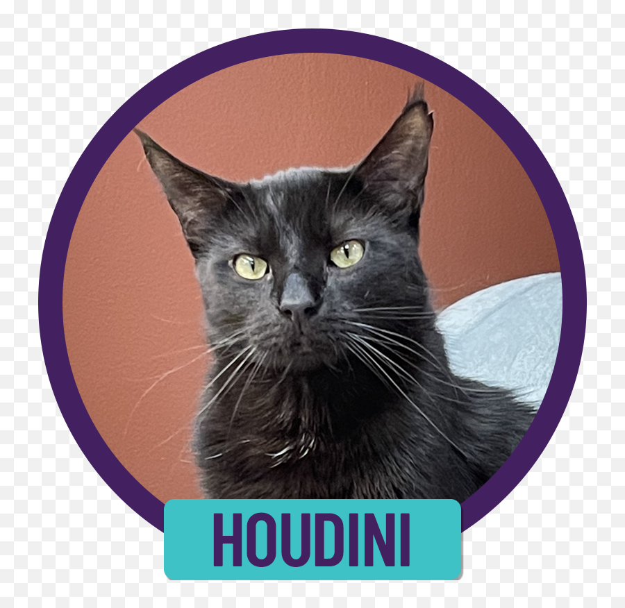 Cats Currently Available For Adoption U2014 Purrfect Cat Rescue - Black Cat Png,Houdini Icon