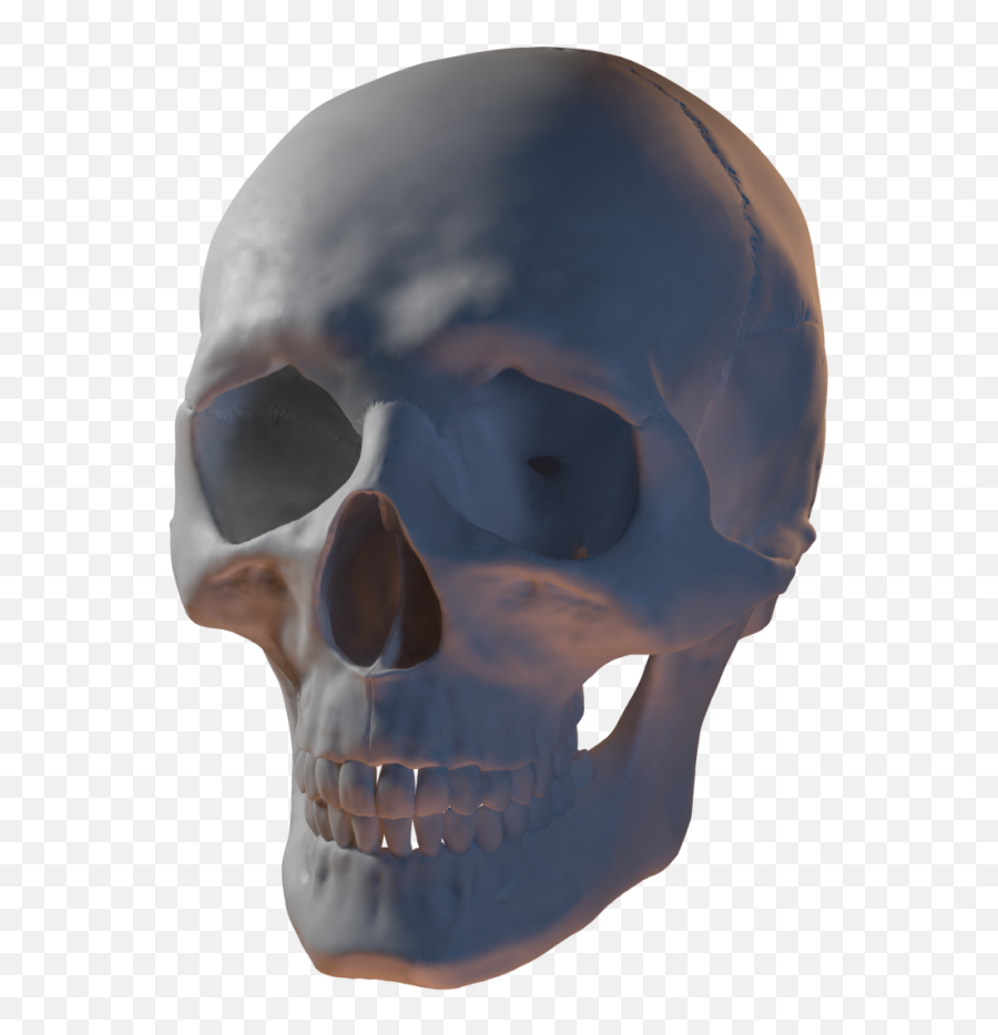 Free Download Wip Detailed Human Skull - Transparent 3d Skull Model Png,Transparent Skulls