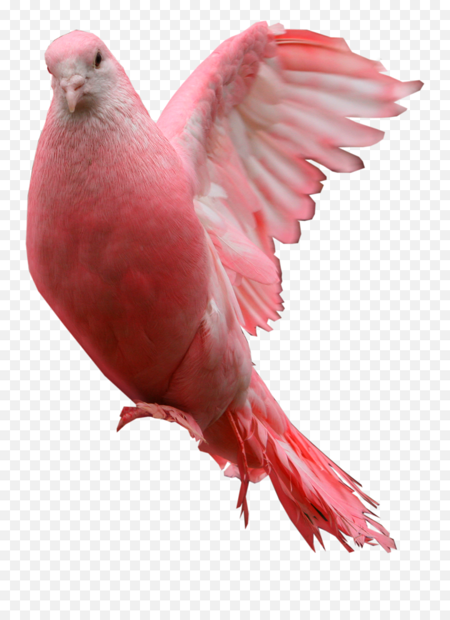 Pigeon Png Images - Pink Pigeon Png,Pigeons Png