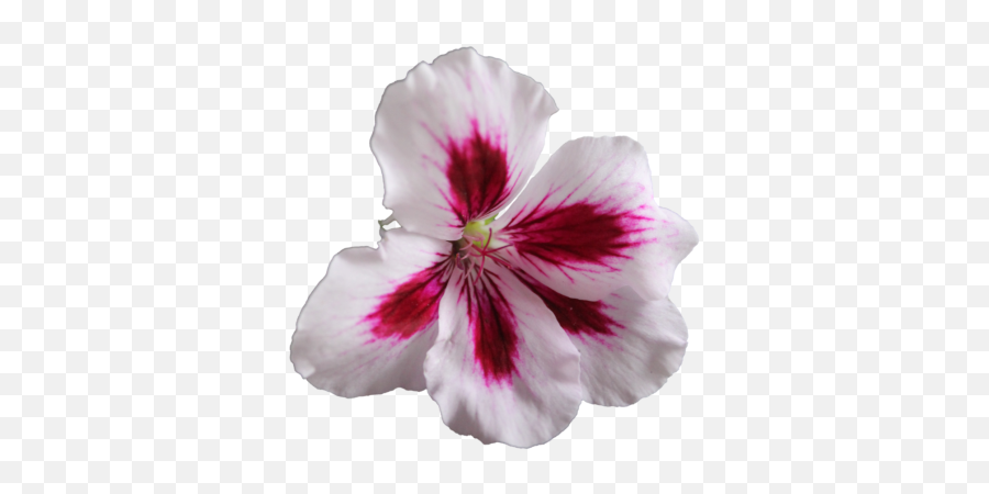 Download Flower Free Png Transparent Image And Clipart - Geranium Plant Clip Art,Flower Png