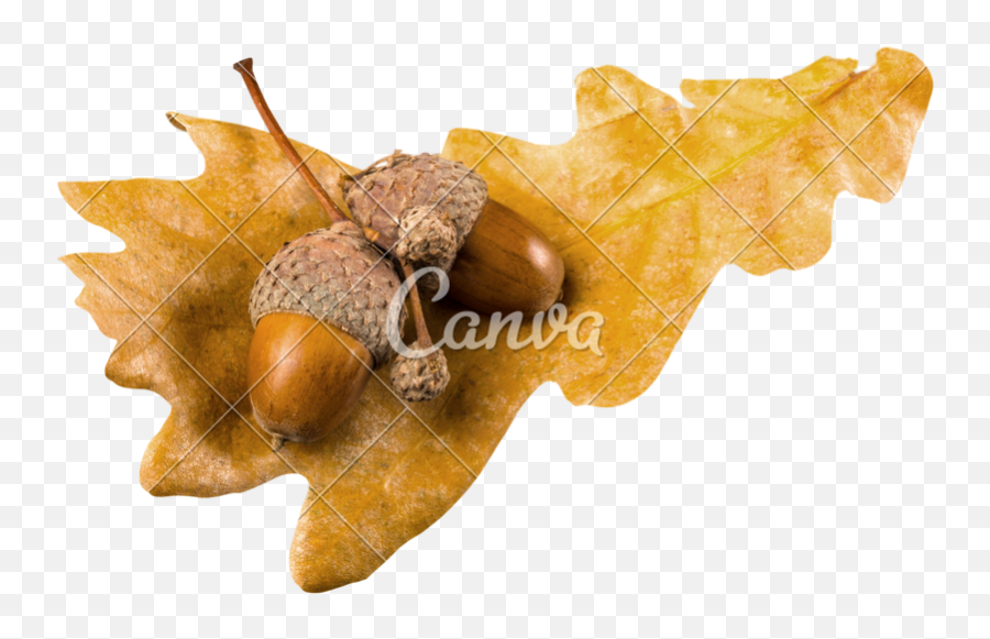 Acorns - Canva Png,Acorn Transparent Background