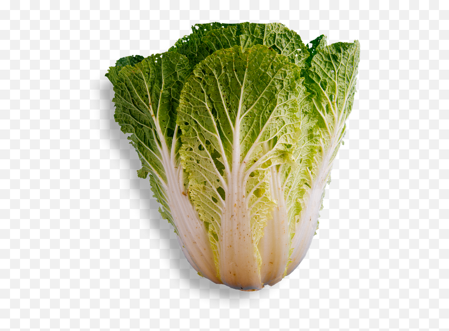 Dailo - Romaine Lettuce Png,Cabbage Transparent