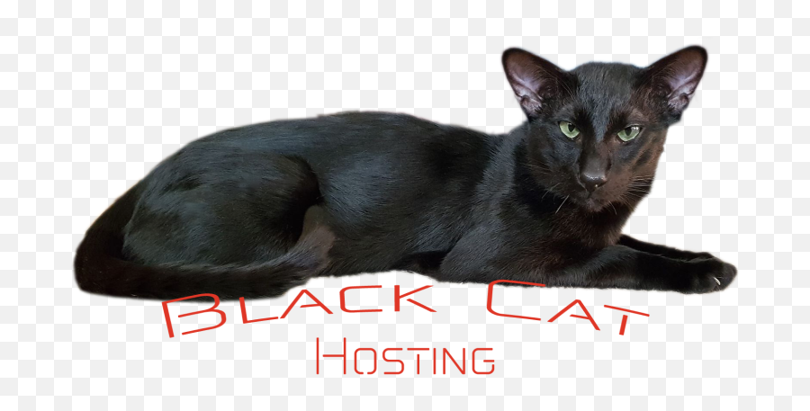 Black Cat Hosting 100 Australian Owned Portal Home - Black Cat Png,Black Cat Transparent