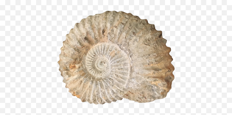 Ammonite - Ammonite Png,Fossil Png