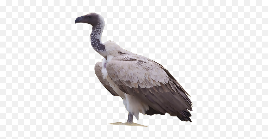 Download White - White Backed Vulture White Background Png,Vulture Png