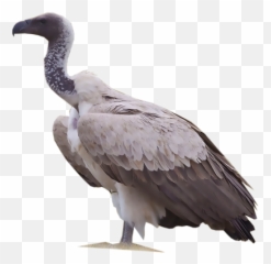 Download White - White Backed Vulture White Background Png,Vulture Png