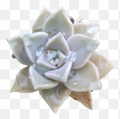 Pin By Alexandra Alex Progovac - Graptopetalum Paraguayense Png,Succulent Transparent Background