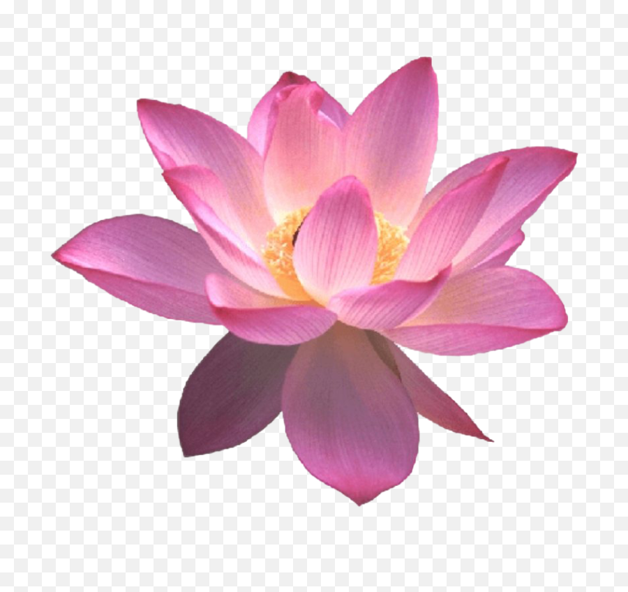 Lotus Flower Transparent - Lotus Flower Png,Lotus Transparent Background