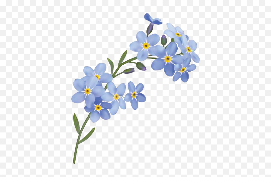 Png Hd - Forget Me Not Flowers Png,Forget Me Not Png