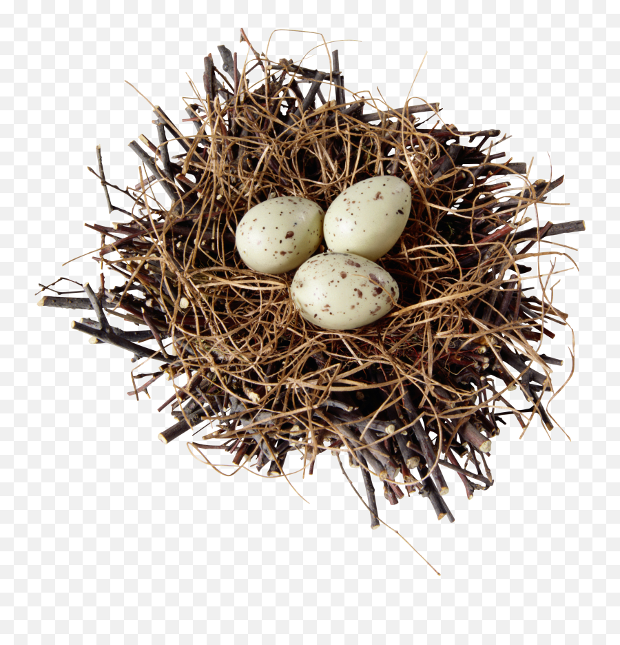 Nest Png - Desenho Ninho De Passarinho Png,Bird Nest Png