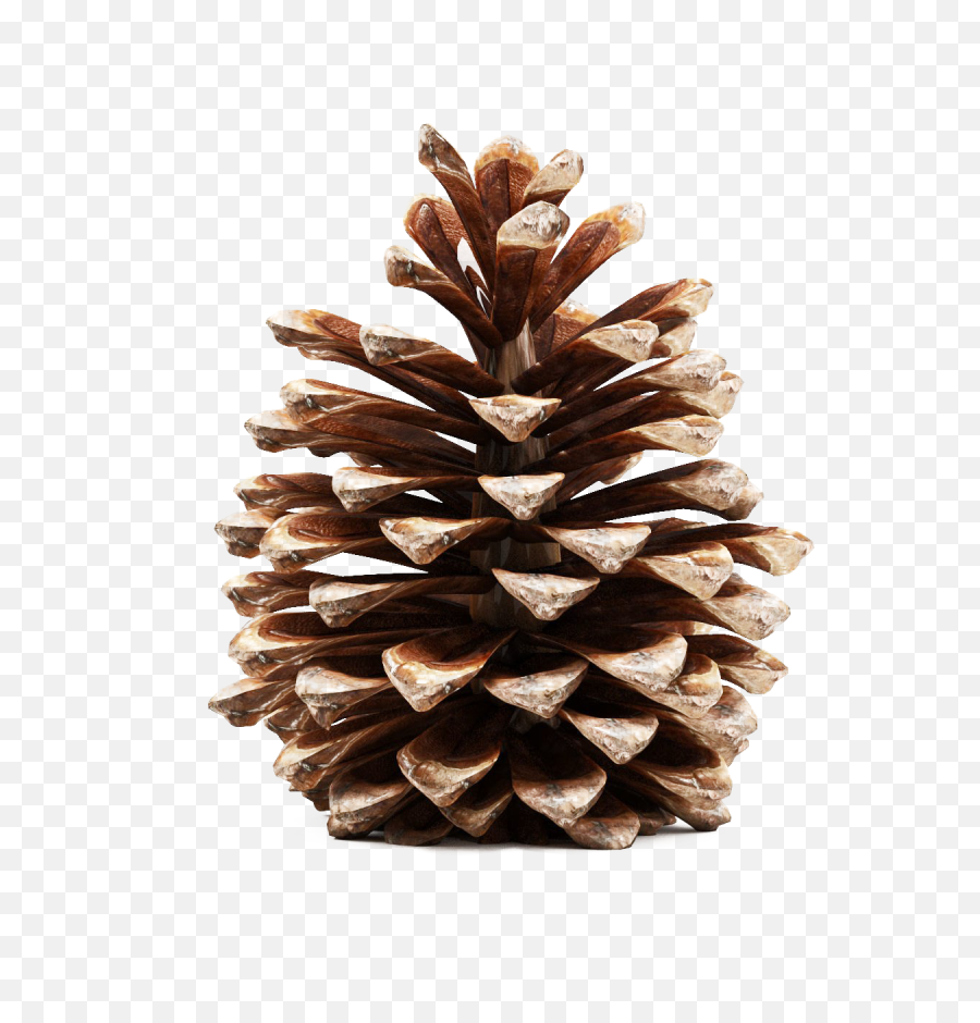 Pinecone Png Photos - Pine Cone 3d Model,Pine Cone Png