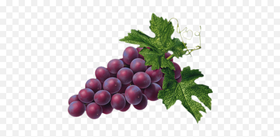 Red Grape Png Picture - Red Grapes Clipart,Grape Png